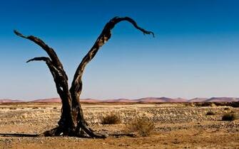 Desert Tree Wallpaper