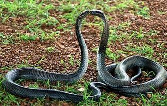 HD Viper Snake Wallpaper Net