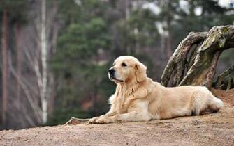 Golden Dog Dogs Wallpaper