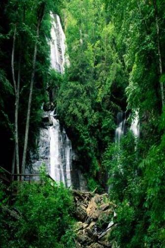 Forest iPhone HD Wallpaper