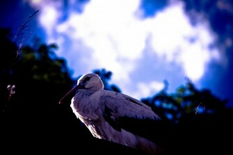 Stork Wallpaper
