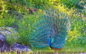 Peacock Feathers Plumage Blue Nature Wallpaper