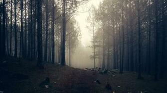 Wallpaper Trees Fog Forest Fernweh In