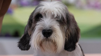 Buddy Holly The Petit Basset Griffon Vend En Wins Westminster