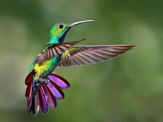 Hummingbird Ze Frame Wallpaper