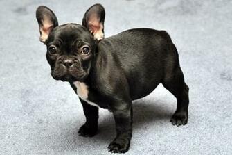 French Bulldog HD Wallpaper
