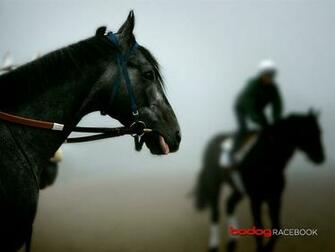 Racehorse Wallpaper Picswallpaper
