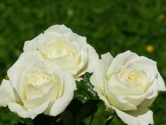 Beautiful White Flowers Wallpaper Roses