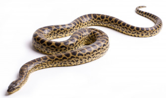 Anaconda Wallpaper Animal Hq Picture