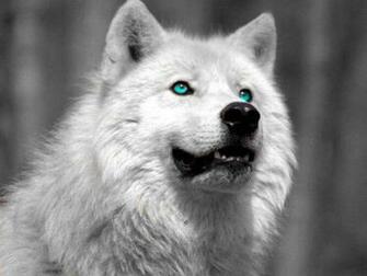 Wolves Of Tundra Wolf Rp Members