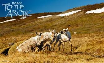 Caribou In The Arctic Tundra Fond D Cran And Arri Re Plan