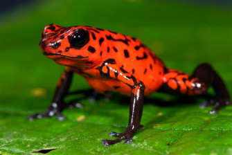 Frog Animals Nature Poison Dart Frogs Amphibian 1080p 2k 4k HD