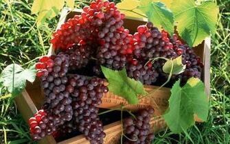Grapes Wallpaper Photography
