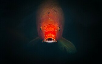 Koi Fish Wallpaper Desktop