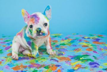 Colorful Dog Wallpaper On