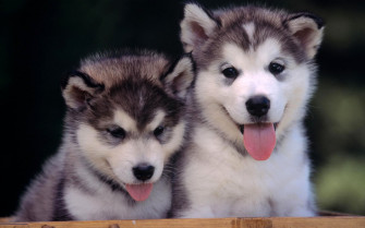 Cute Puppy HD Wallpaper
