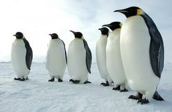 Emperor Penguins HD Wallpaper Background Image Id