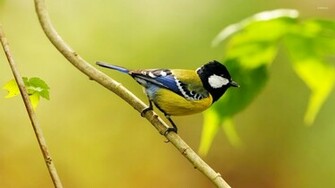 Great Tit Wallpaper Animal