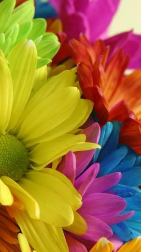 Flower HD Wallpaper For Mobile Cute