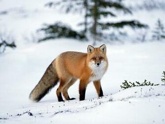 Top Desktop Fox Wallpaper HD Red In The Snow Jpg