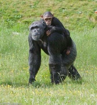 Best Image About Primates The Great Apes