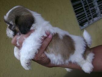 Bichon Frise Shih Tzu Mix