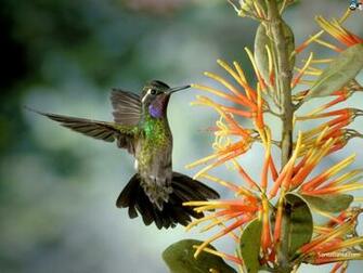Santabanta Nature Wallpaper HD