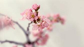 Desktop Wallpaper Flowers Widescreen