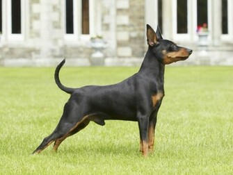 Miniature Pinscher HD Wallpaper