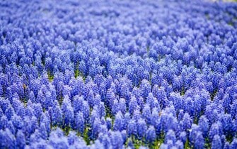 Hyacinth Wallpaper Flower