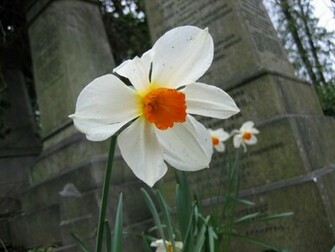 Daffodil Flowers Wallpaper HD Pictures Live Hq