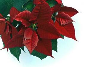 Poinsettia Wallpaper