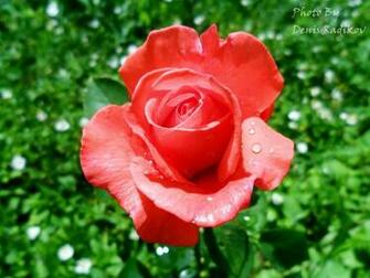 Rose With Water Drops By Red