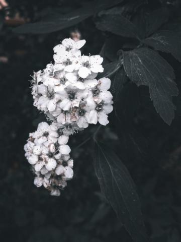 Flowers Aesthetic Pictures Image