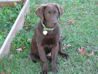 Pin Chocolate Labrador Wallpaper Jackie The Lab