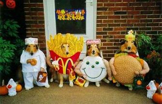 Halloween Dogs Animals Dog Costume