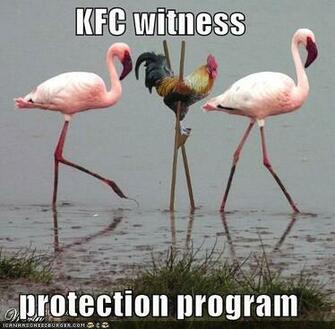 Funny Chicken Wallpaper Jpg