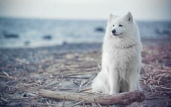 Samoyed Wallpaper HD For Desktop Background