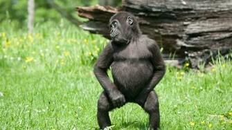 Gorilla High Definition Wallpaper Full HD