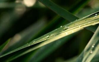 Sugarcane Wallpaper