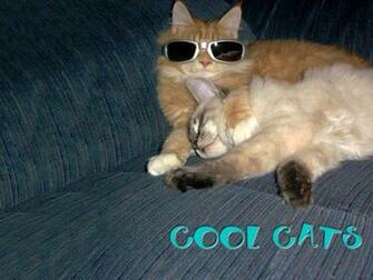 Cool Cats Wallpaper Jpg