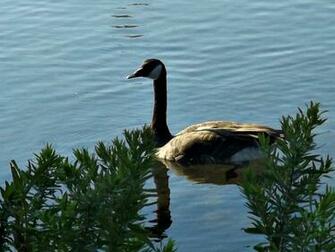 Canadian Geese High Quality And Resolution Wallpaper On