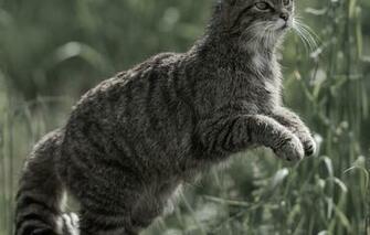 Wallpaper Cat Wild Forest Image For Desktop