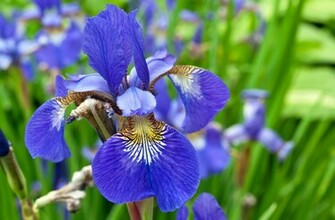 Iris Flower Wallpaper Full Desktop Background