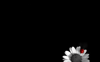 Black And White Flowers Wallpaper HD
