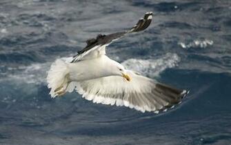 Seagull Wallpaper