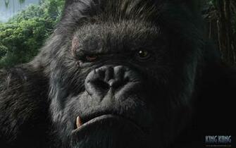 Xp Wallpaper For Windows King Kong Widescreen