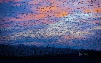 Snow Goose Migration At The Saint Franois River Quebec Canada