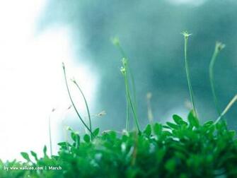 Early Spring Scene Wallpaper No Desktop