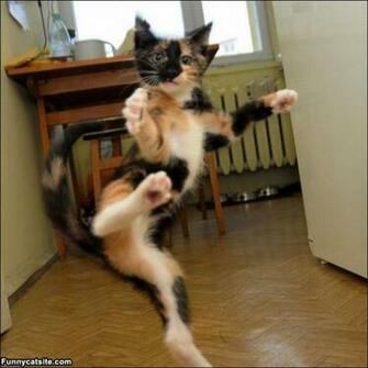 Ninja Cat Funnycatsite